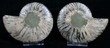 Inch Agatized Ammonite (Pair) #5132-1